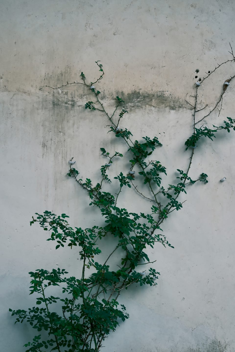 DSCF4243 1