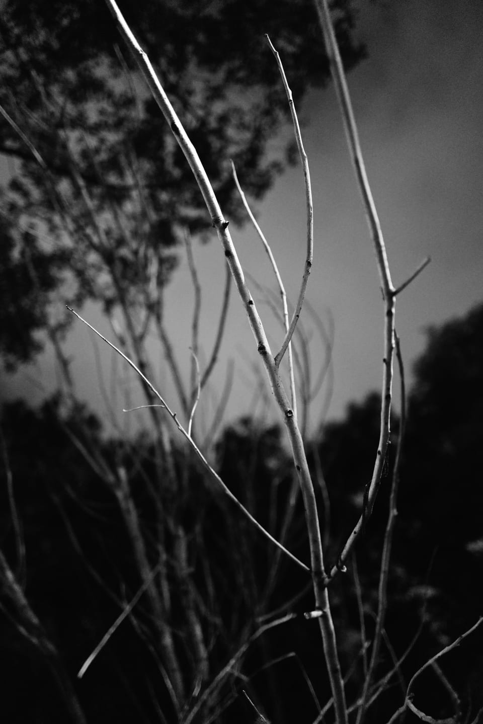 L1101935 1